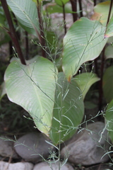 Symphyotrichum graminifolium