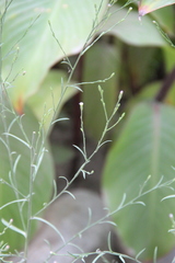 Symphyotrichum graminifolium