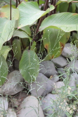 Symphyotrichum graminifolium