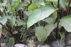 Symphyotrichum graminifolium