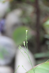 Symphyotrichum graminifolium