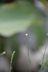 Symphyotrichum graminifolium
