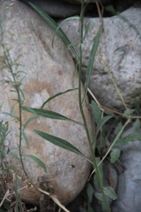 Symphyotrichum graminifolium