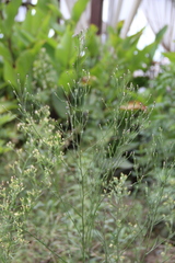 Symphyotrichum graminifolium