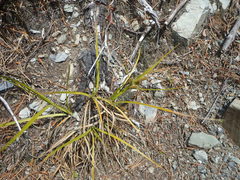 Carex goyenii