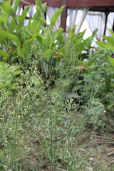 Symphyotrichum graminifolium