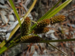 Carex goyenii