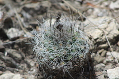 Rapicactus beguinii