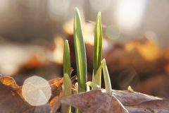 Allium ursinum