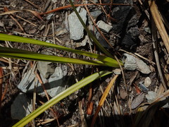 Carex goyenii