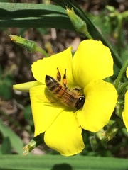 Apis mellifera