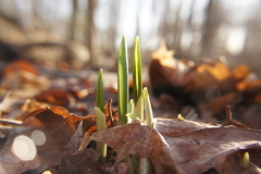 Allium ursinum