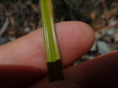 Carex goyenii