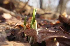 Allium ursinum