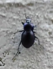 Carabus amplipennis