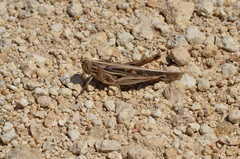 Schistocerca serialis cubense