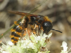 Dasyscolia ciliata