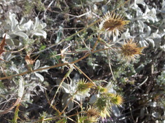 Cousinia brachyptera