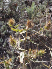 Cousinia brachyptera