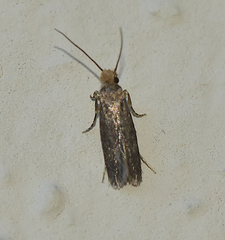 Infurcitinea