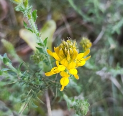 Genista tournefortii