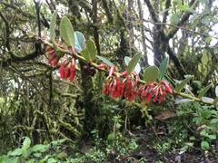 Macleania