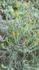 Genista tournefortii