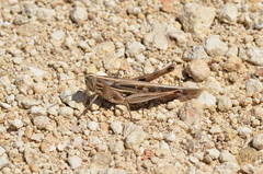 Schistocerca serialis cubense