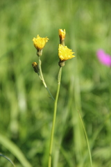 Crepis caucasigena