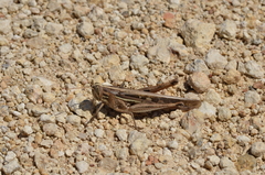 Schistocerca serialis cubense