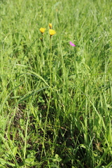 Crepis caucasigena