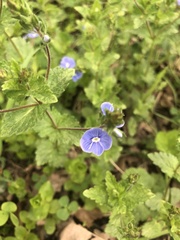 Veronica chamaedrys