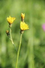 Crepis caucasigena