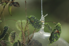Lepanthes calodictyon