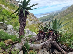 Aloe succotrina