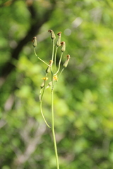Crepis caucasigena