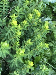 Euphorbia squamigera