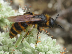 Dasyscolia ciliata
