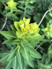 Euphorbia squamigera