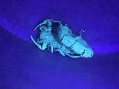 Parabuthus transvaalicus