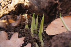 Allium ursinum