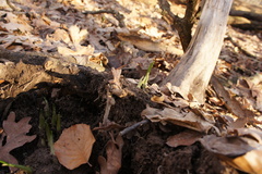 Allium ursinum