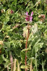 Lamium amplexicaule