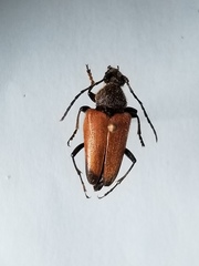 Trigonarthris proxima