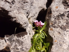 Centranthus calcitrapae