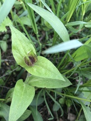 Prunella vulgaris