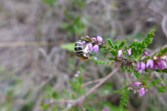 Colletes succinctus