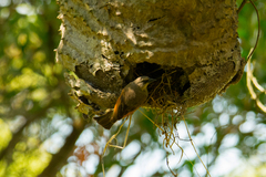 Agelaioides badius