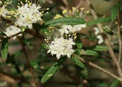 Phebalium squamulosum