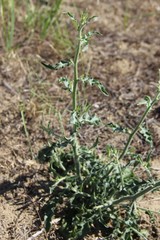 Chondrilla latifolia